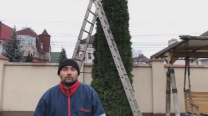 Первая стрижка взрослой туи