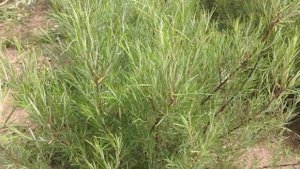 Ива розмаринолистная.