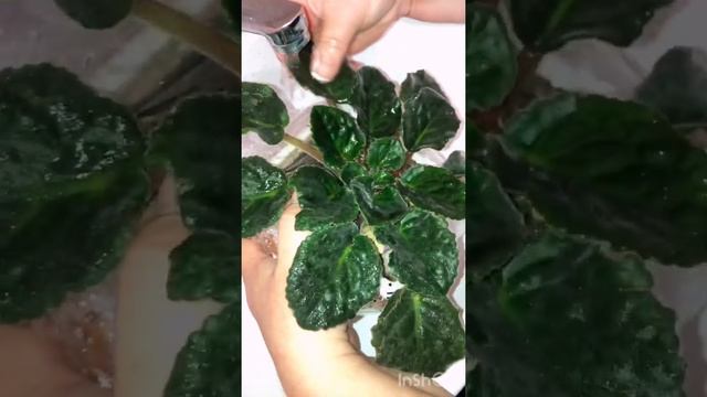 Fialkanın yarpagları necə yuyulur?/Как помыть листья фиалки.Мой опыт смотреть онлайн