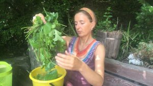 Елена Абрамова зеленый коктейль из дикоросов