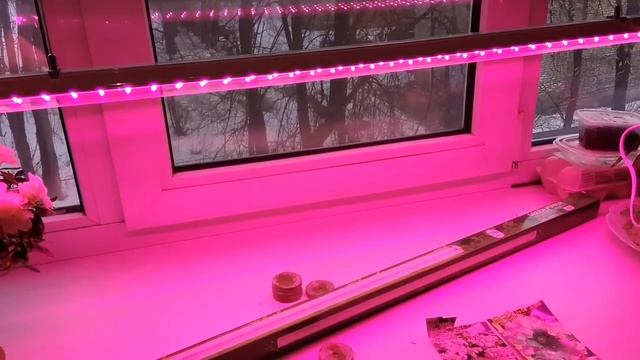 А вы используете ФИтоЛАМпу для выращивания рассады? Как продлить световой день. смотреть онлайн