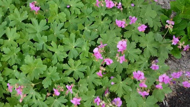 庭园花卉－耐寒天竺葵 Hardy geranium смотреть онлайн