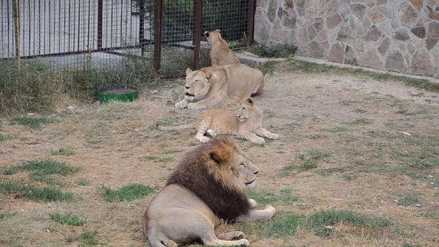 Парк львов - Тайган. Львиная песня Симоны. смотреть онлайн