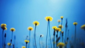 Relaxing Saxophone Music for Stress Relief - 3 Hours | Sounds for Relaxation