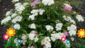 Спирея японская Дженпей. Краткий обзор, описание характеристик spiraea japonica Genpei