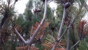 Произрастание сосны горной в Сибири