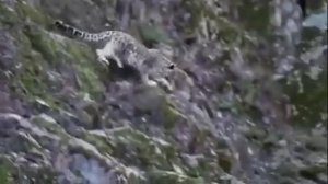 Охота снежного барса