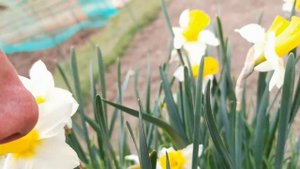 Narcissus Golden Echo, one of the most strikingly coloured daffodils for the garden