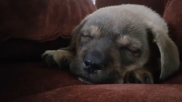 Случилось страшное!ОН заболел...Хотите знать почему он,смотрите видео. смотреть онлайн