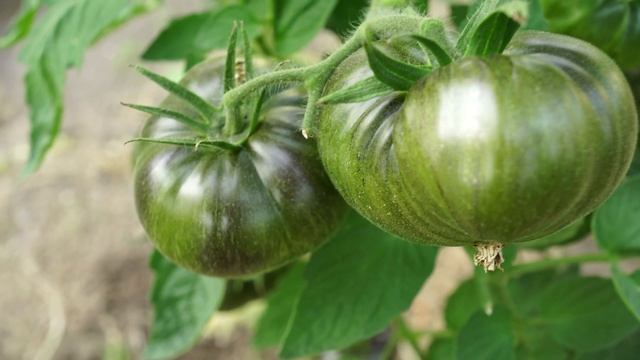 В ЭТОМ ТОМАТЕ ПРЕКРАСНО ВСЁ!!! КРОВАВАЯ ЛУНА! смотреть онлайн