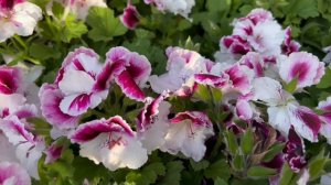 Regal Geranium Plant