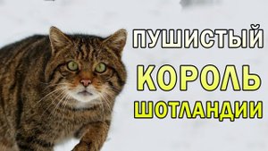 Шотландская дикая кошка