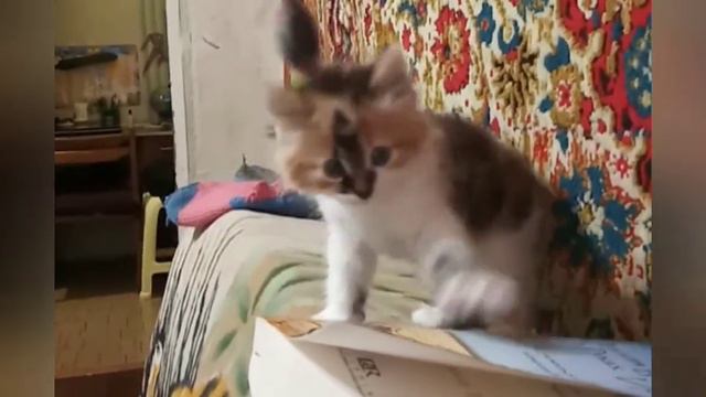 Наша любимая кошка Джесси 😺 смотреть онлайн