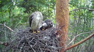 Взрослые птенцы ястреба-перепелятника в гнезде ( Accipiter nisus )