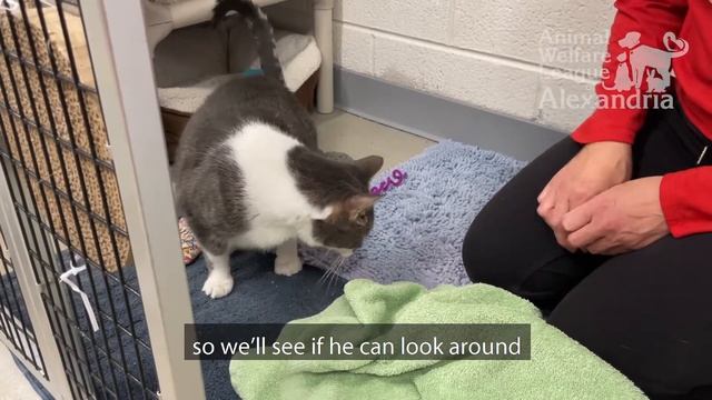 The Snuffle Game смотреть онлайн