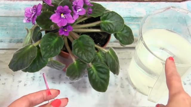 Как заставить цвести фиалку смотреть онлайн