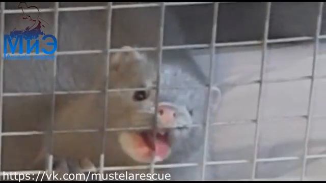 НОРКИ: Как в нашем доме появился зверь 3 смотреть онлайн