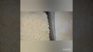 Замораживаю молочный гриб. Немного цветения фиалочек с выставки.