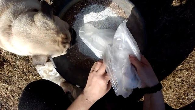 Открыли дачный сезон 2018г. Засушенная картошка, яичная скорлупа и фрукты. Удобряем смородину.