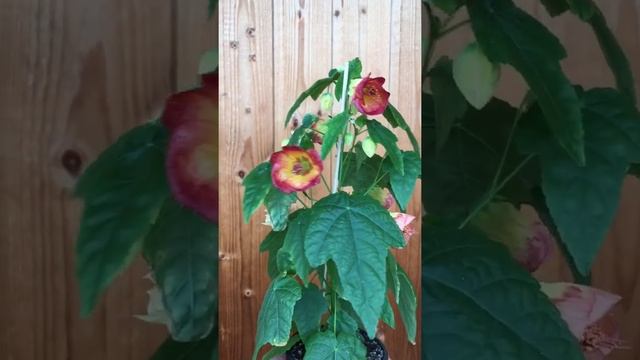 The Newest Abutilon Hybrid (ENG)