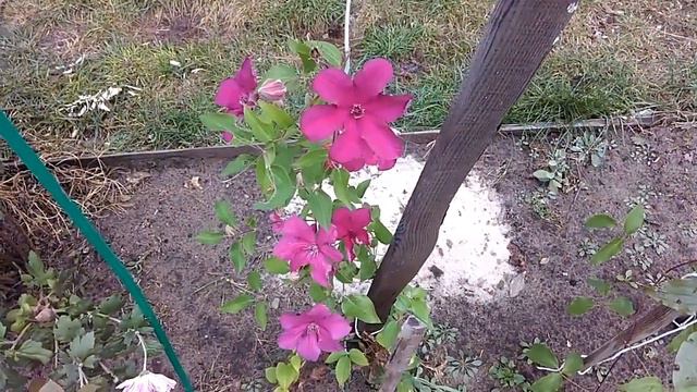 Климатисы. Цветение при - 5 мороза. смотреть онлайн