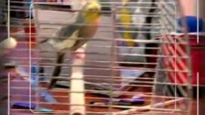 Физика 47. Линейное расширение твёрдых тел — Академия занимательных наук