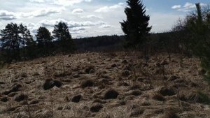 ЖИВИ, ДЕРЕВНЯ ПСКОВСКАЯ! Выпуск 3. Выбор и освоение деревенского участка.