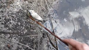 Почему карась дохнет в пруду? А карп и сом живой