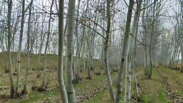 ШОШИЛИНЧ: 6-7-ФЕВРАЛБ КУЧЛИ КОР ВА БУРОН -7 °- СОВУК ОГОХ БУЛИНГ КИШ КЕЛДИ смотреть онлайн