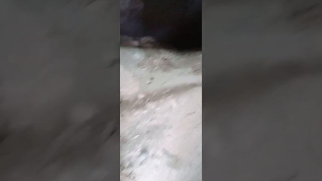 Чем удобрить землю на зиму под картошку.Болею,но не унываю.#жизньвдеревне#всёсама.