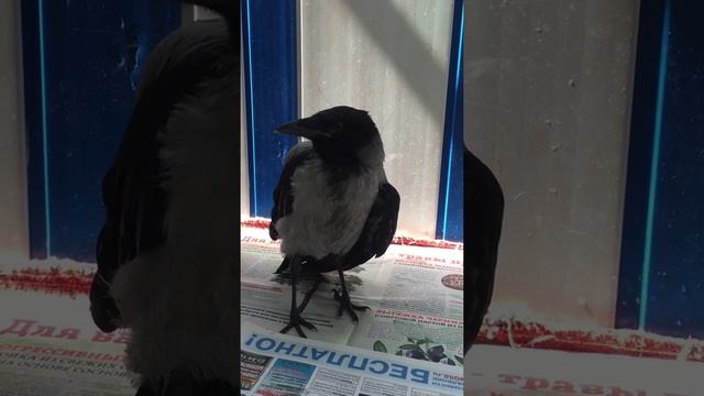 Подобрали молодого вороненка Часть 2 смотреть онлайн