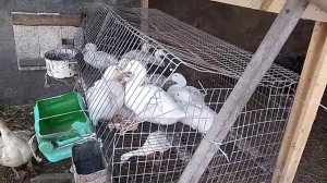 Клетка для откорма утят, устройство.