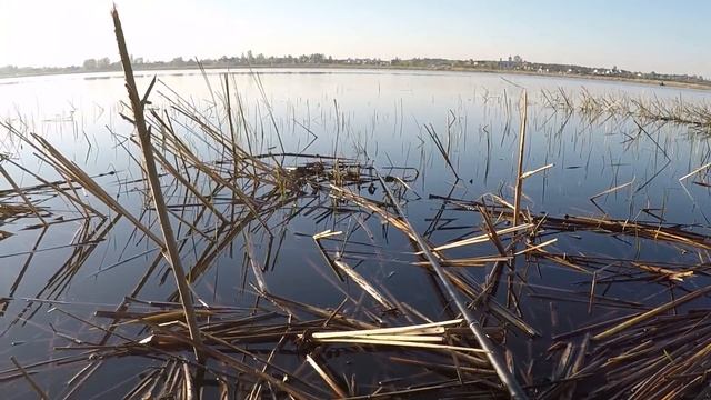 ЭТИ ПОРОСЯТА СВЕЛИ СУМА|ХИТРАЯ НАСАДКА НАЖИВКИ НА КАРАСЯ|ЛОВЛЯ КАРАСЯ В КАМЫШЕ 2020 смотреть онлайн