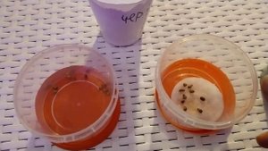 Как вырастить виноград из косточки. Мой 100% результат. #виноград #виноградизкосточки