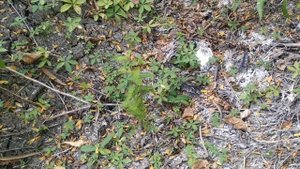 Таксодиум двурядный (Taxodium distichum) после пятимесячного погружения в воду