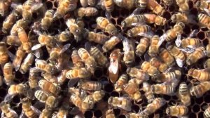 пчеломатка, итальянка кордован.