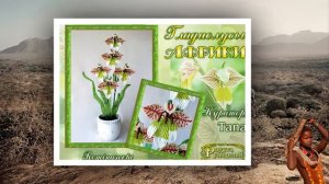 onlain-kurs gladiolusi afriki