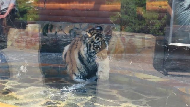 №3662 8 июля 2023 года Тигренок Зевс красавец смотреть онлайн