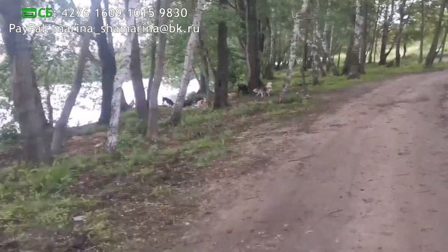 ДОРА. Этим ДОЛЖЕН кто-то заниматься! || DORA animal Shelter. This hard work MUST be done by someone смотреть онлайн