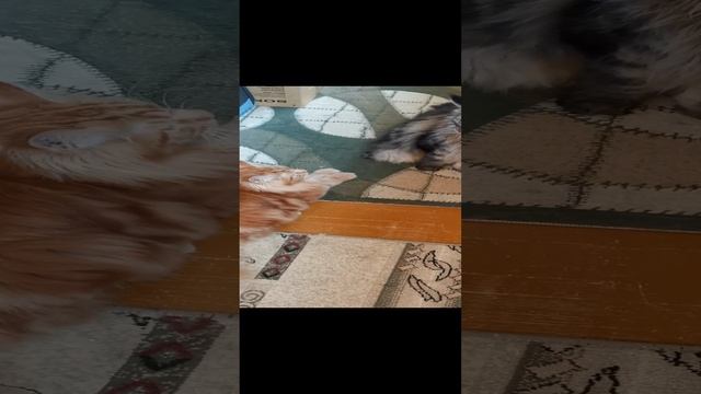 Мортал кунбат