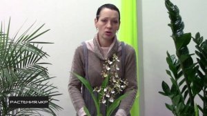 Как ухаживать за орхидеей? / Орхидея Камбрия уход в домашних условиях