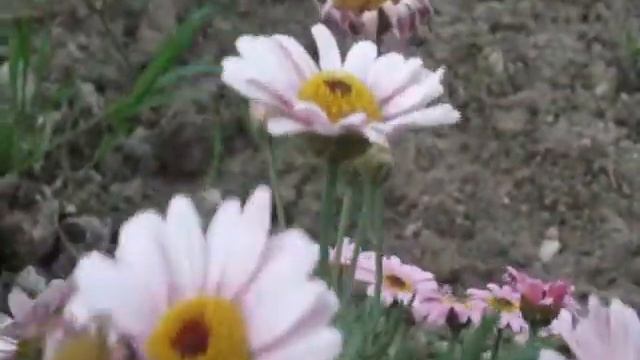 Fujifilm S1700 смотреть онлайн