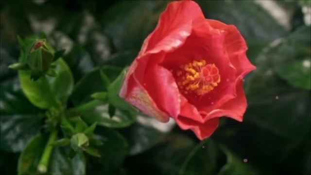 наивная душа музыка и исполнение Олег Сапегин,слова Татьяна Зуева смотреть онлайн