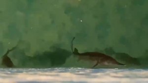 Малек Осетра растет у нашего клиента!