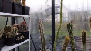 Зачем черенковать кактусы.Воздушные корешки на теле кактусов.Kakteen.