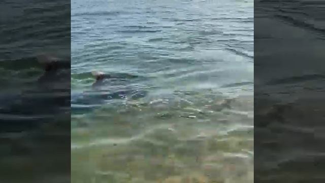 Крымский дельфин подружился с собакой смотреть онлайн