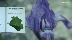 «Красная книга Кубани». Касатик ненастоящий