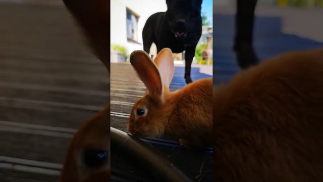 Дема знакомится с кроликом Роджером. смотреть онлайн