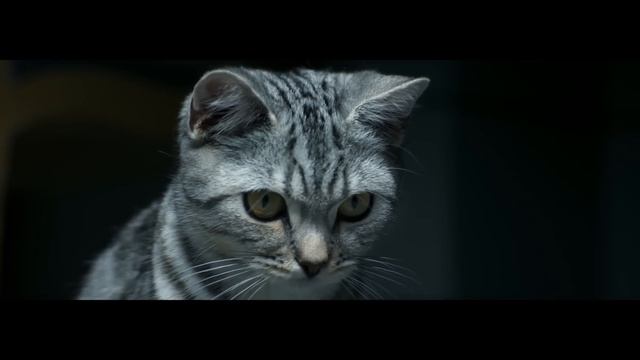 Whiskas. Допитливим від природи!