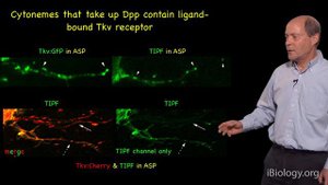 Thomas Kornberg (UCSF) 2: Cytoneme directed transport and direct transfer model